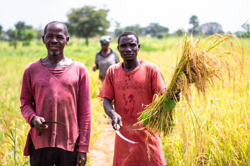 Agricultural field survey team inspecting wheat harvest in Makurdi, Benue State, Nigeria