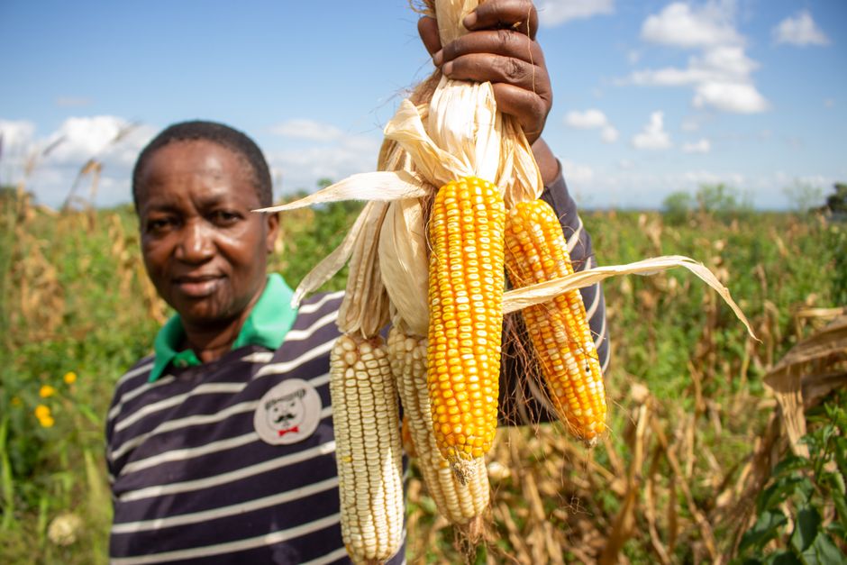 African Agriculture & Agribusiness Field Intelligence